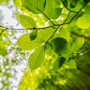 So wirkt die Farbe Grün auf Menschen und Räume