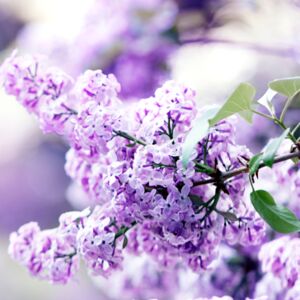 So wirkt die Farbe Violett auf Menschen und Räume