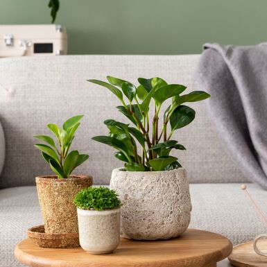 Biophiles Design für ein gesundes Zuhause